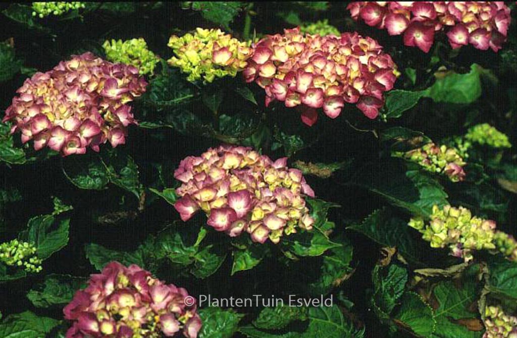 Hydrangea macrophylla ‚Constellation‘