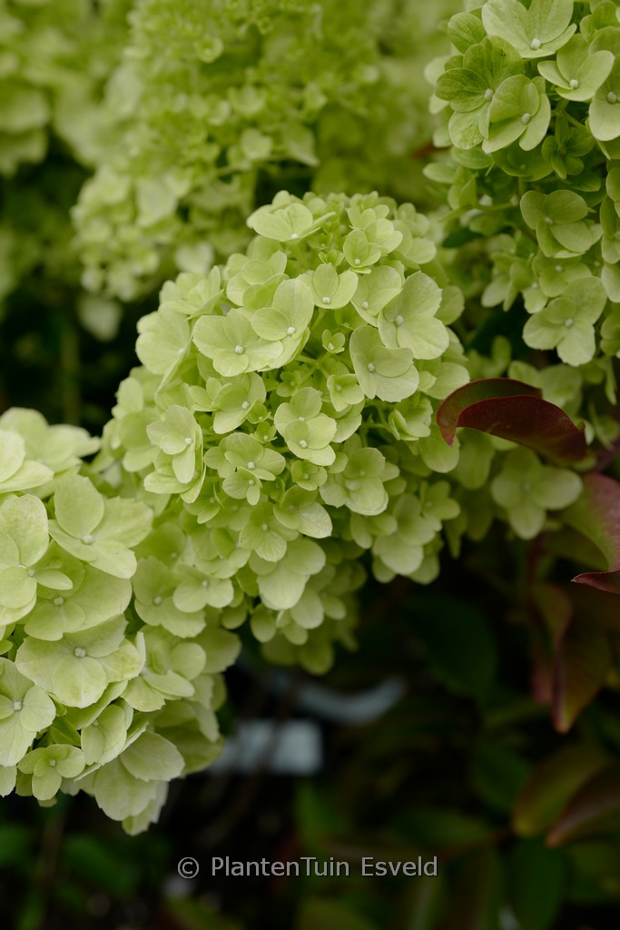 Hydrangea macrophylla ‚Couharie‘ (PETITE CHERRY)