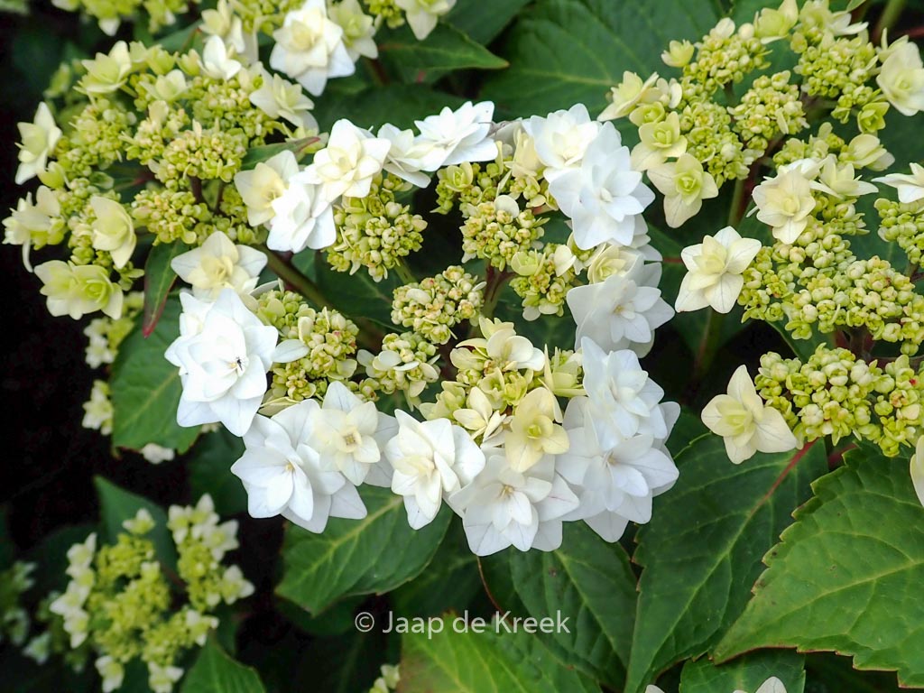 Hydrangea macrophylla ‚Dancing Snow‘ (WEDDING GOWN DOPPIO BIANCO)