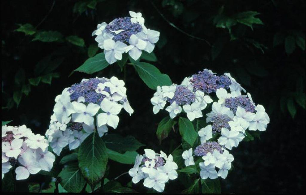 Hydrangea macrophylla ‚Dandenong‘