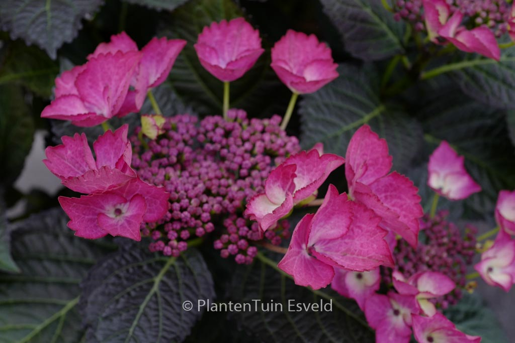 Hydrangea macrophylla ‚Dark Angel‘ (BLACK DIAMONDS)