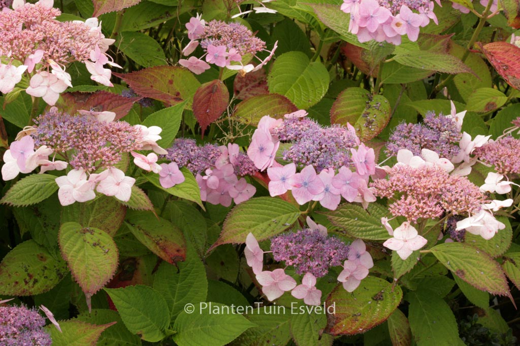 Hydrangea macrophylla ‚Dart’s Romance‘
