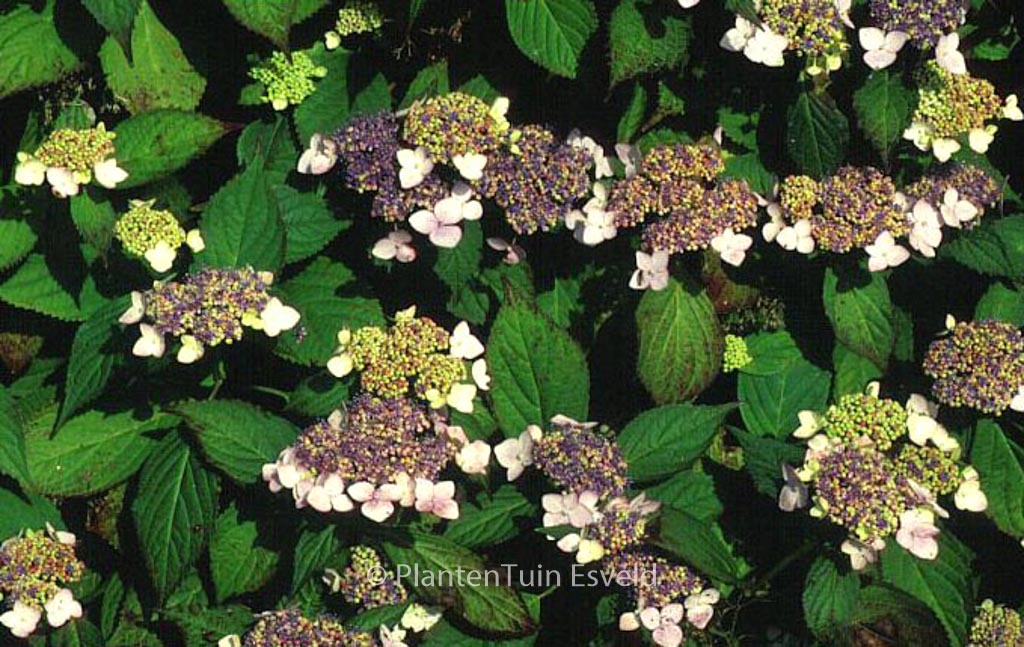 Hydrangea macrophylla ‚Dart’s Songbird‘