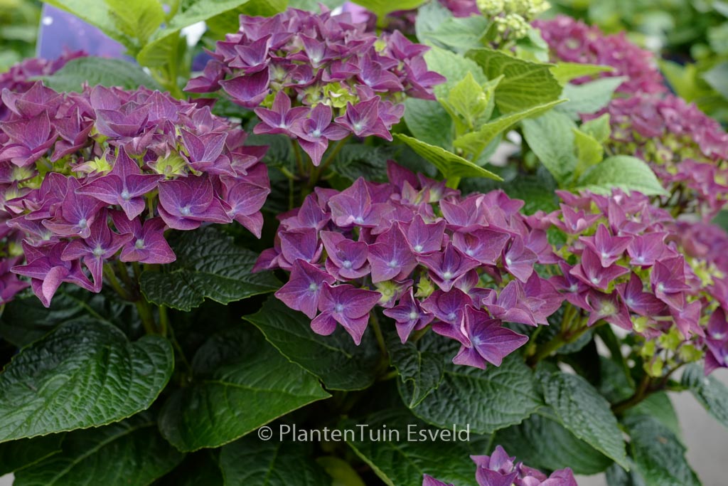 Hydrangea macrophylla ‚Deep Purple Dance‘ (MUSIC COLLECTION)