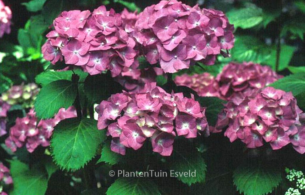 Hydrangea macrophylla ‚Deutschland‘