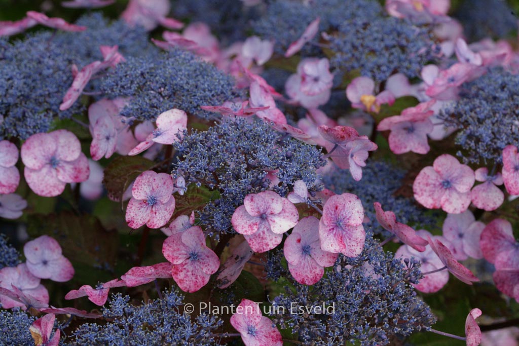 Hydrangea macrophylla ‚Dolgip‘ (DOLCE GIPSY)
