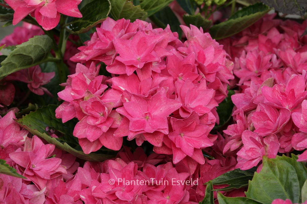 Hydrangea macrophylla ‚Double Dutch Pink‘