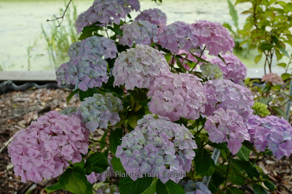 Hydrangea macrophylla ‚Dp168‘ (BELLE SEDUCTIO