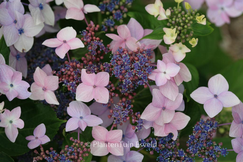 Hydrangea macrophylla ‚Dr. Jean Varnier‘