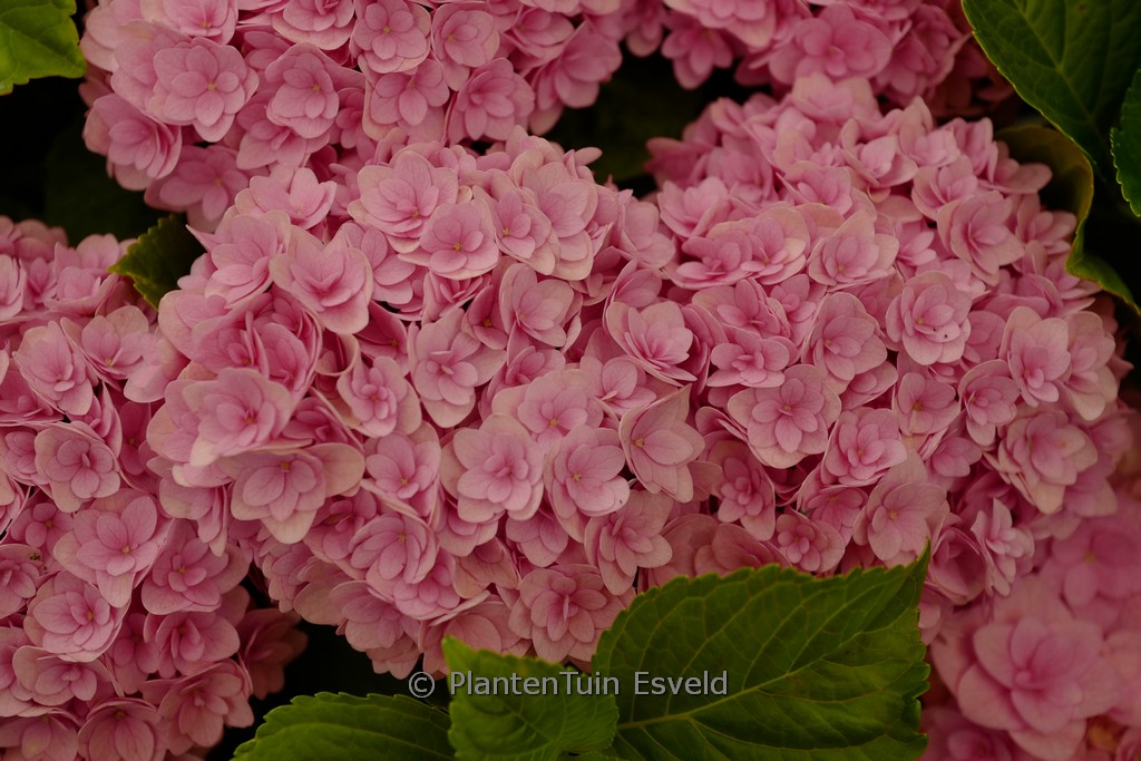 Hydrangea macrophylla ‚ES14‘ (FLAIR & FLAVOURS SWEET CUPCAKE)
