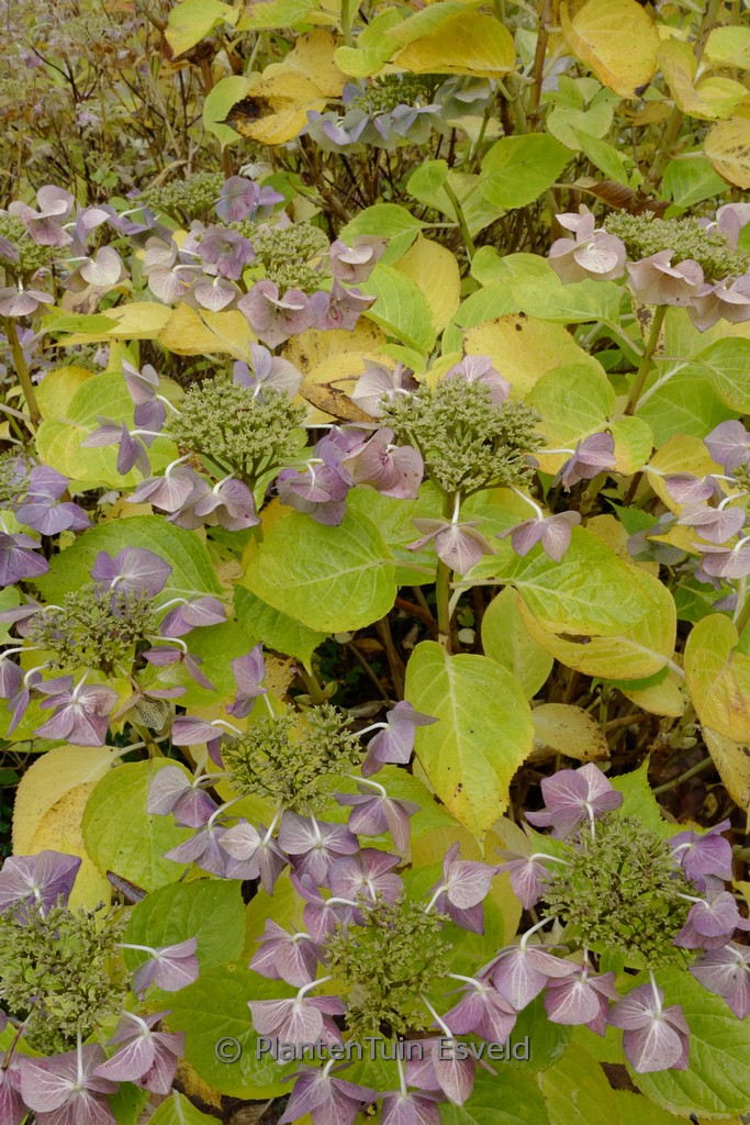 Hydrangea macrophylla ‚Eisvogel‘