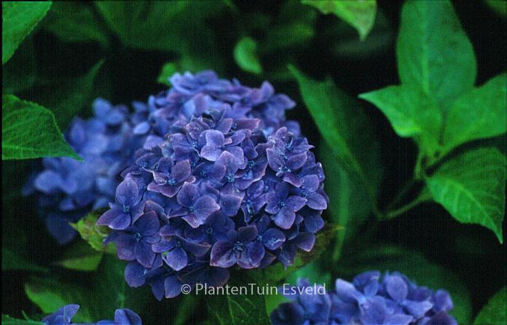 Hydrangea macrophylla ‚Enziandom‘
