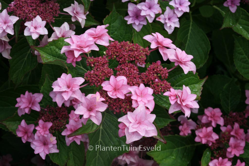 Hydrangea macrophylla ‚Etoile Violette‘