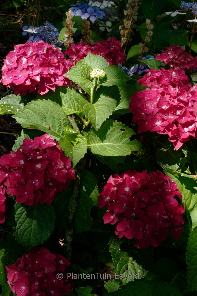 Hydrangea macrophylla ‚Fire Wings‘