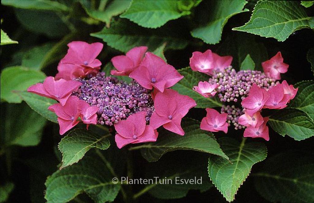 Hydrangea macrophylla ‚Flamingo‘