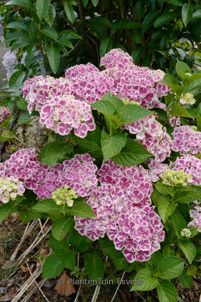 Hydrangea macrophylla ‚Frau Taiko‘ (LADY TAIKO)