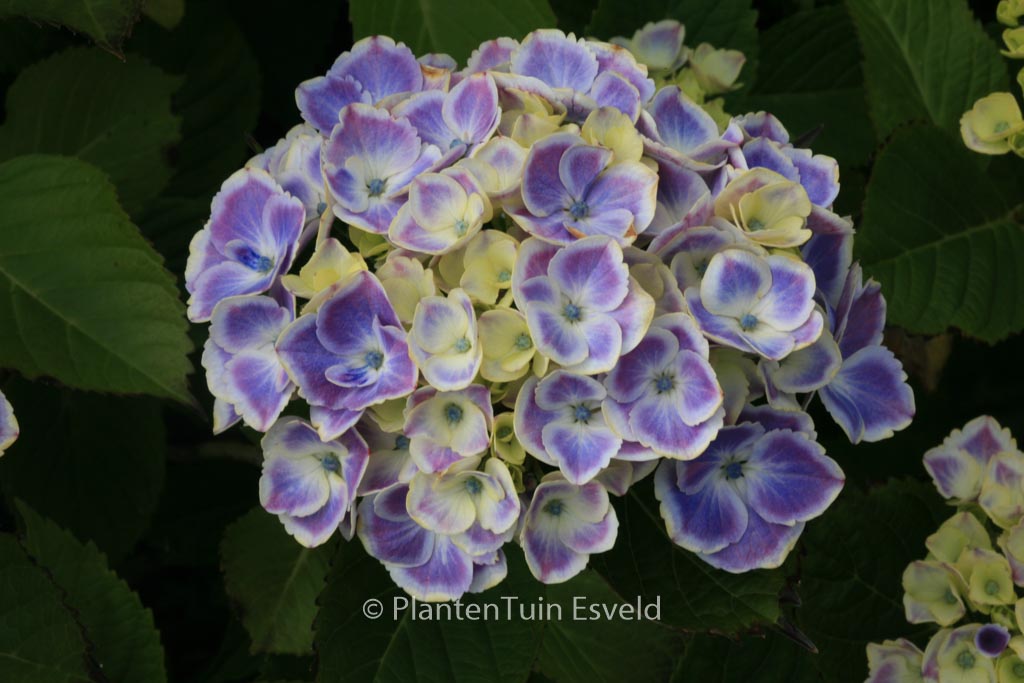 Hydrangea macrophylla ‚Frau Yoshimi‘ (LADY YOSHIMI)