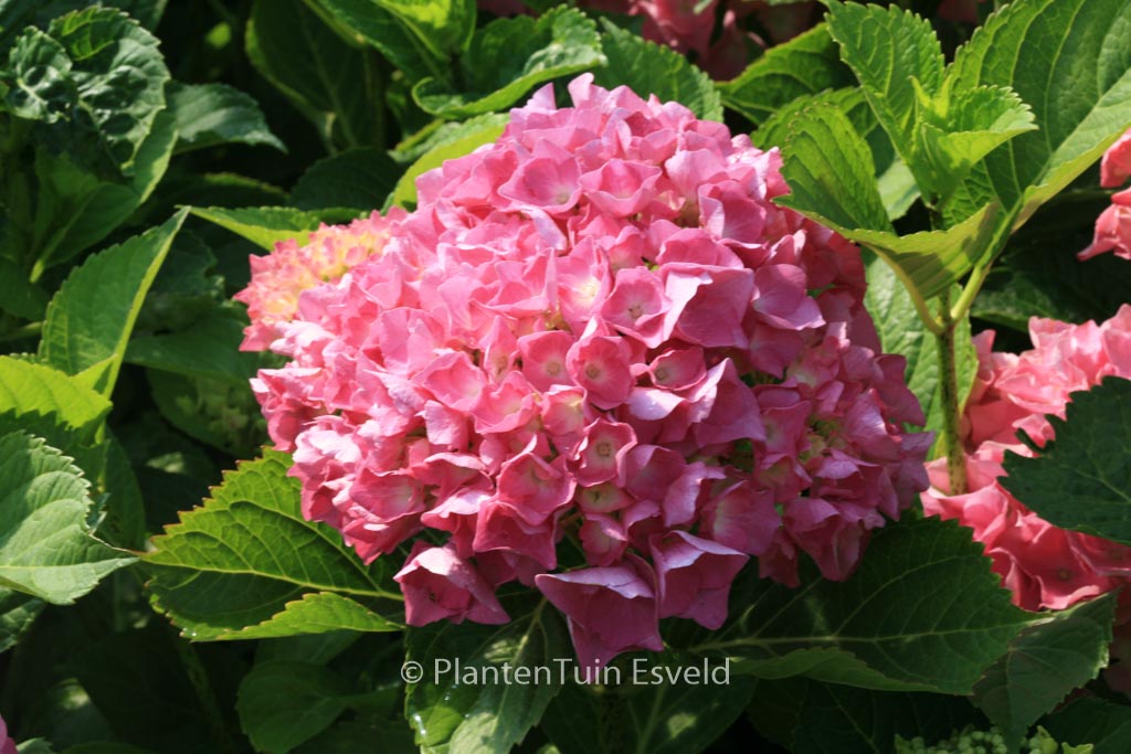 Hydrangea macrophylla ‚Freudenstein‘