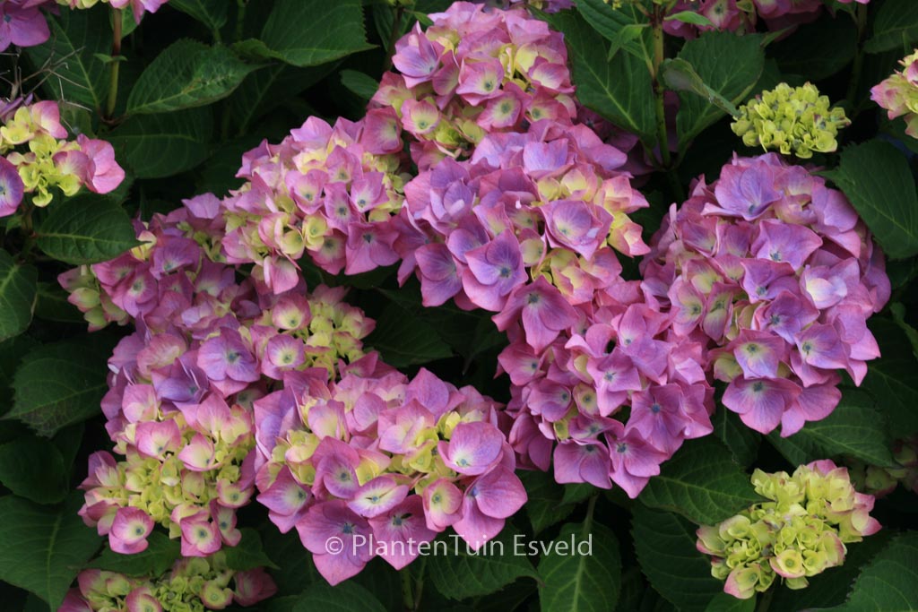 Hydrangea macrophylla ‚Gerda Steiniger‘