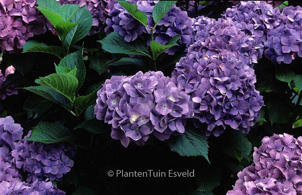 Hydrangea macrophylla ‚Gertrud Glahn‘