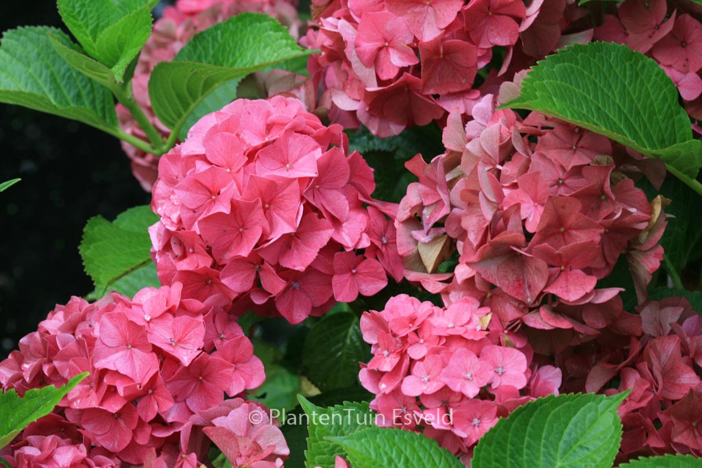 Hydrangea macrophylla ‚Glowing Embers‘