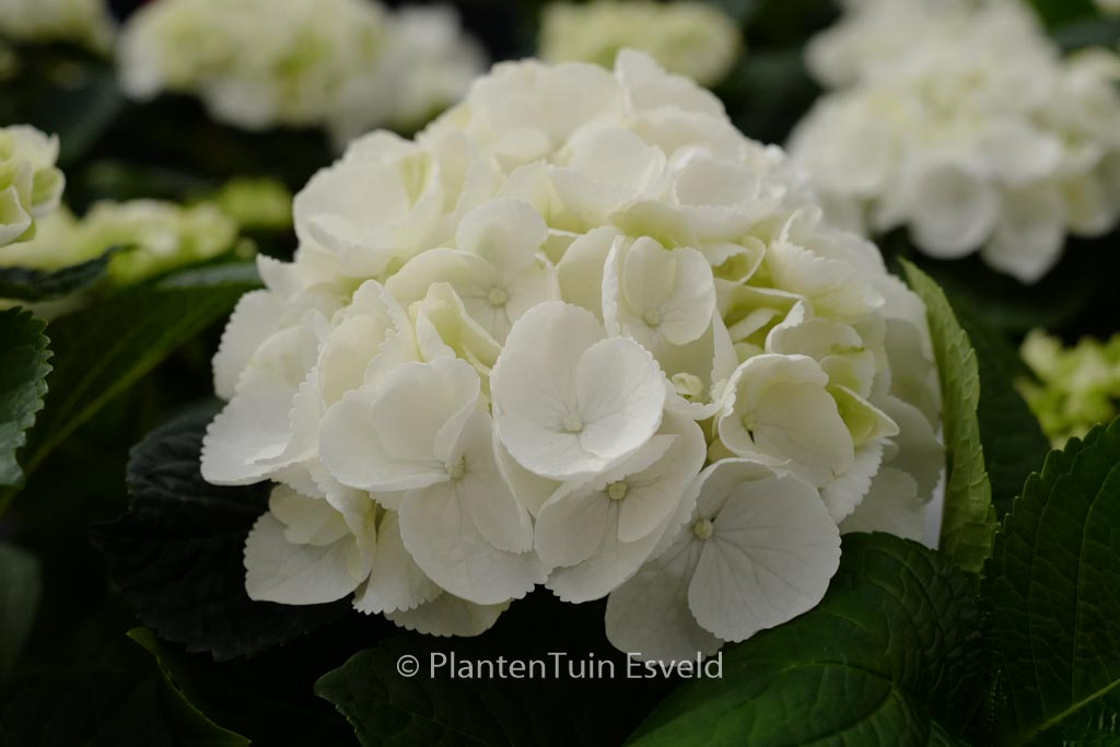 Hydrangea macrophylla ‚HBA215909‘ (ICE GIRL)