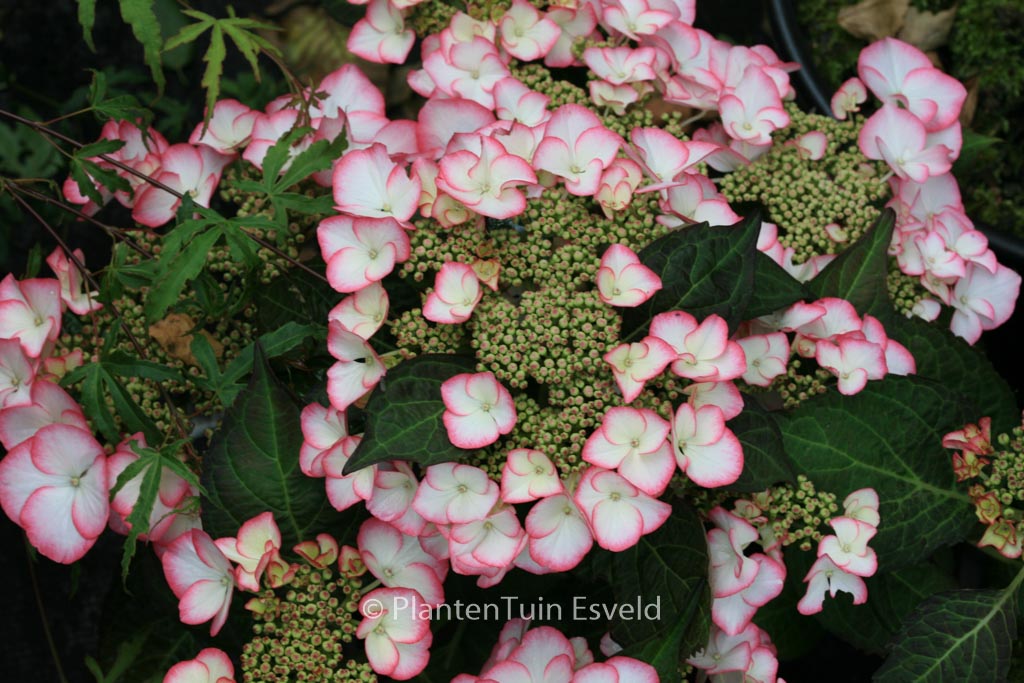 Hydrangea macrophylla ‚HBACHAR‘ (CHARME)