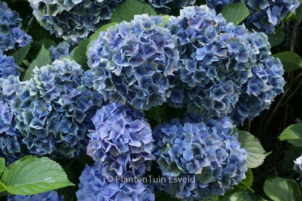 Hydrangea macrophylla ‚Hamburg‘