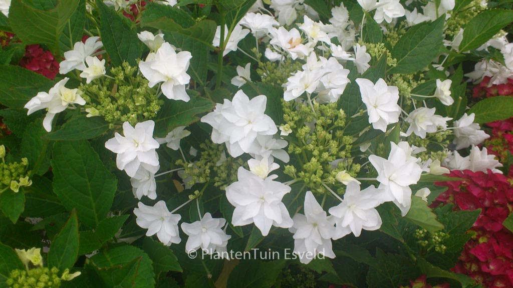 Hydrangea macrophylla ‚Hanabi‘ (FIREWORKS)
