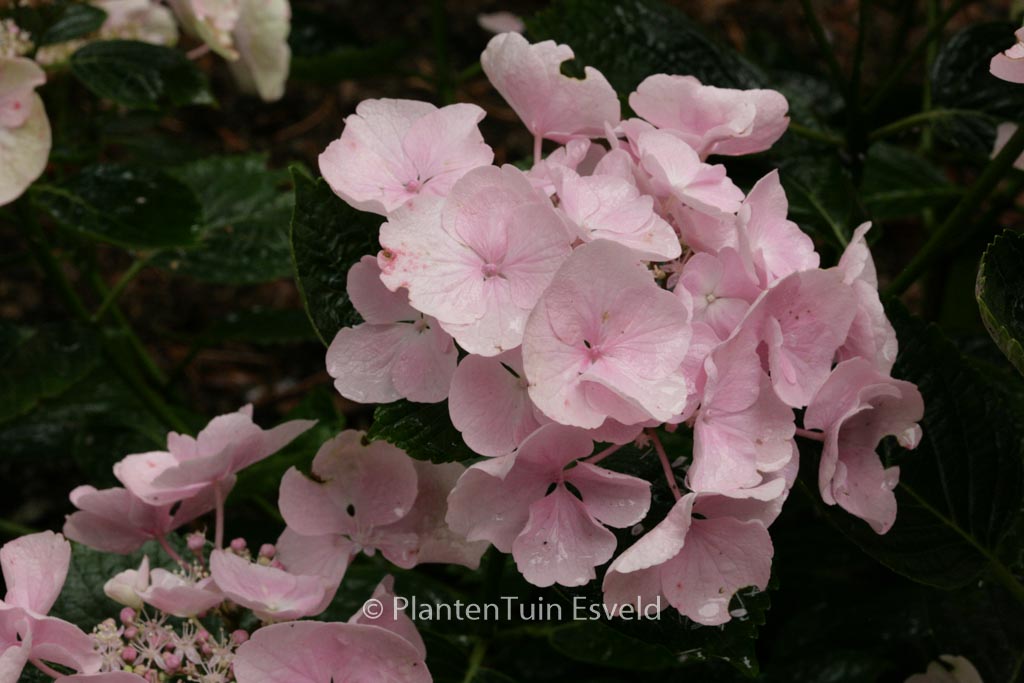 Hydrangea macrophylla ‚Hobella‘ (HOVARIA)