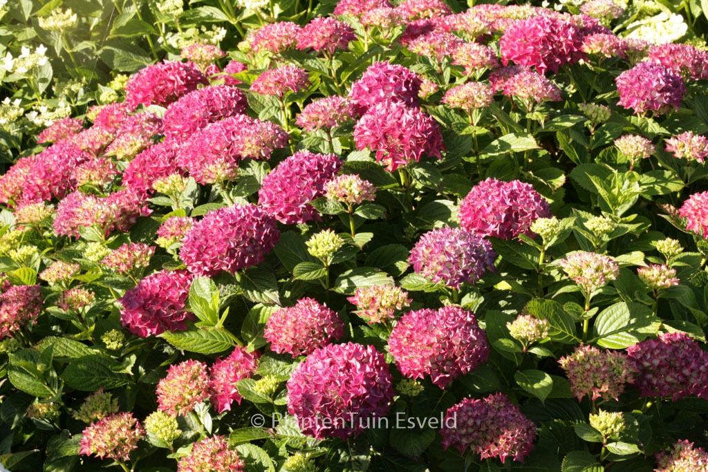 Hydrangea macrophylla ‚Hobergine‘ (HOVARIA)