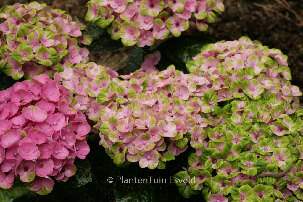 Hydrangea macrophylla ‚Hokomac‘ (MAGICAL CORAL)