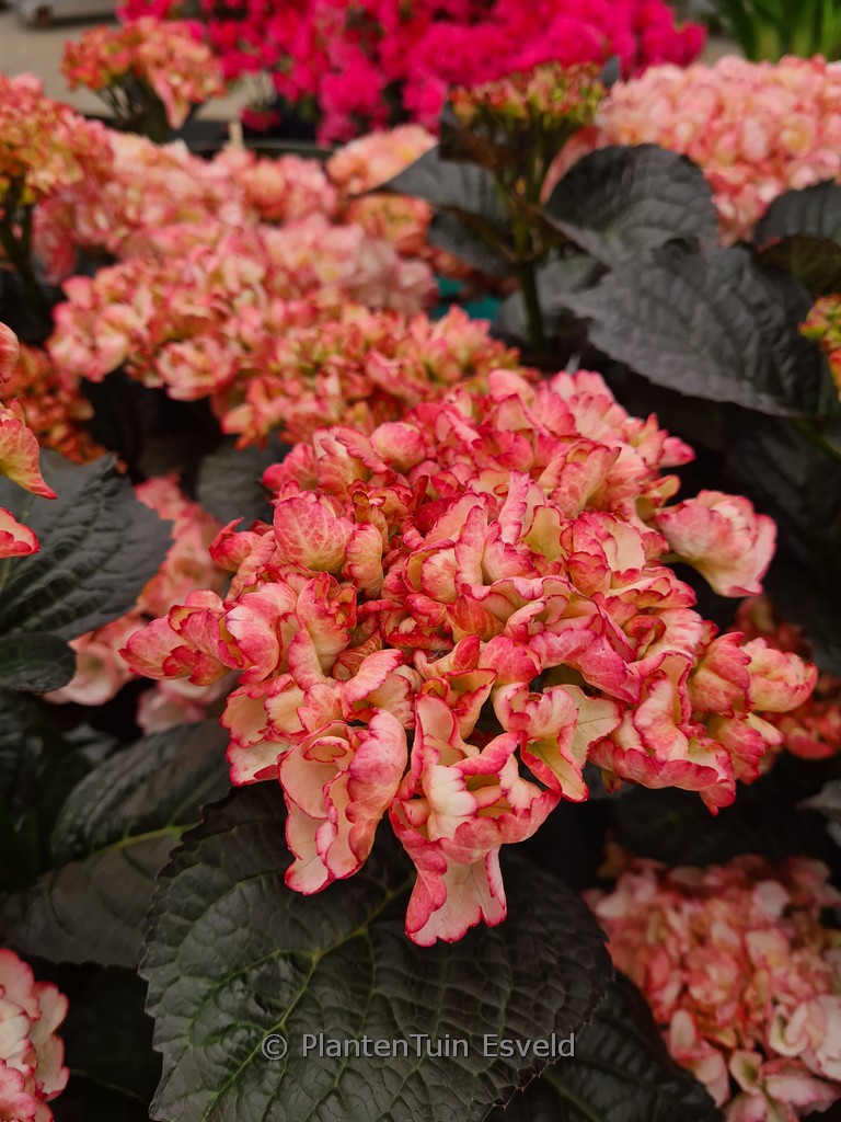 Hydrangea macrophylla ‚Hokomamipe‘ (Midnight Pearl)