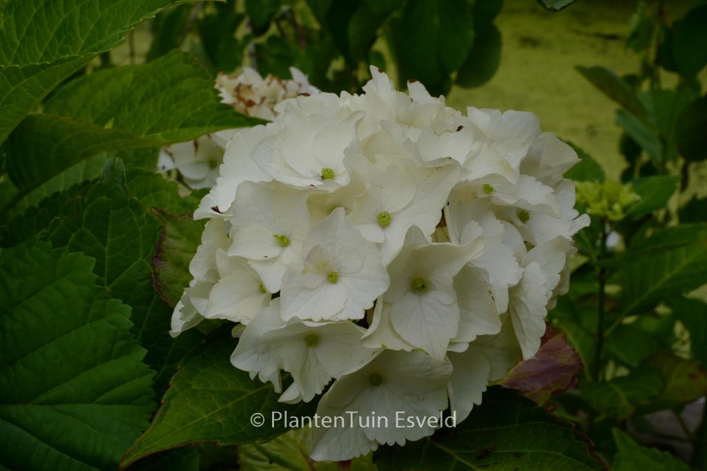 Hydrangea macrophylla ‚Hokomano‘ (MAGICAL NOBLESSE)