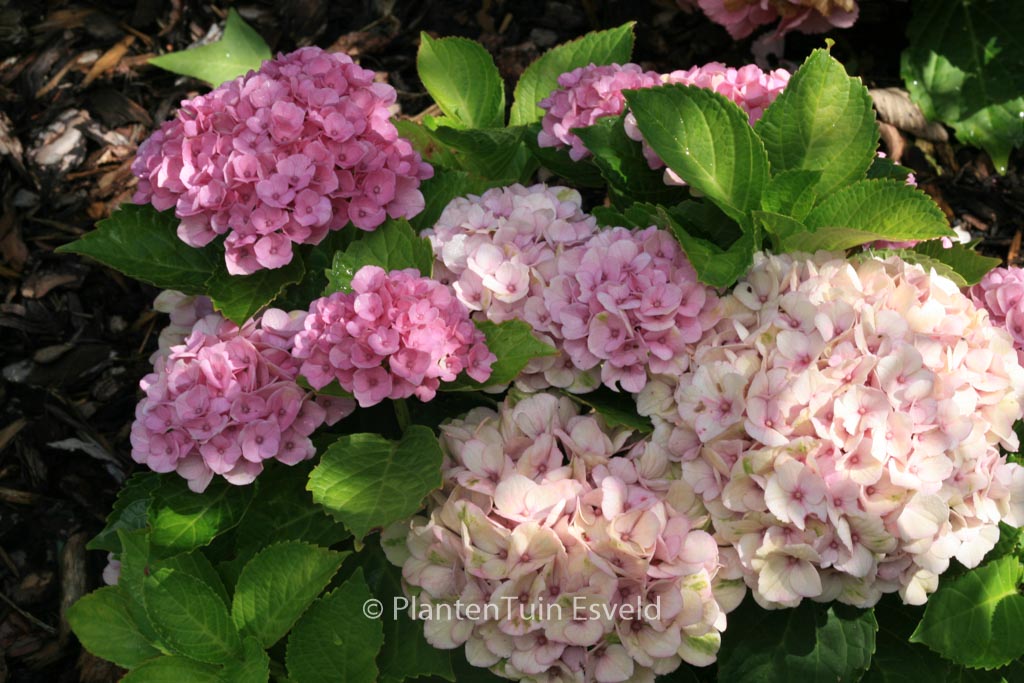 Hydrangea macrophylla ‚Hokomarevo‘ (MAGICAL REVOLUTION)
