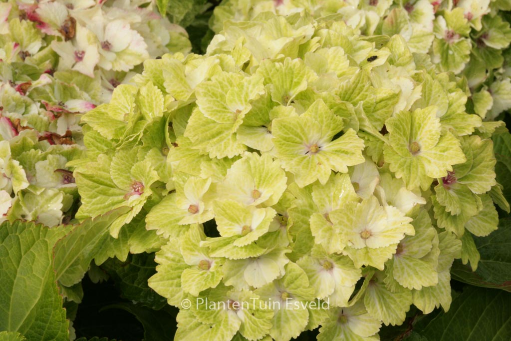 Hydrangea macrophylla ‚Hokomasugre‘ (MAGICAL SUMMER GREEN)