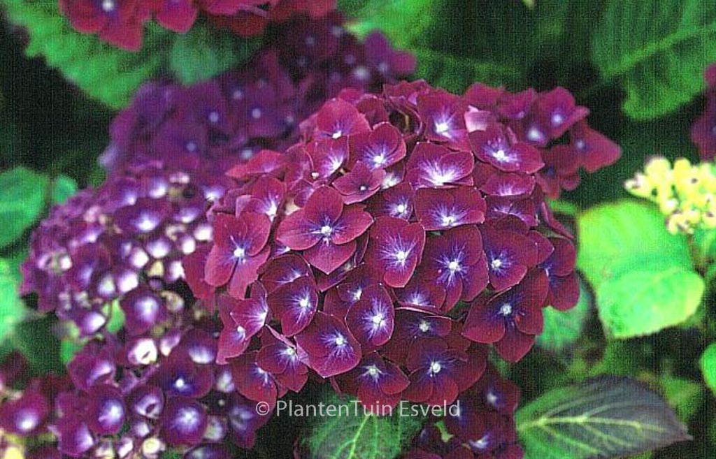 Hydrangea macrophylla ‚Holehird Purple‘