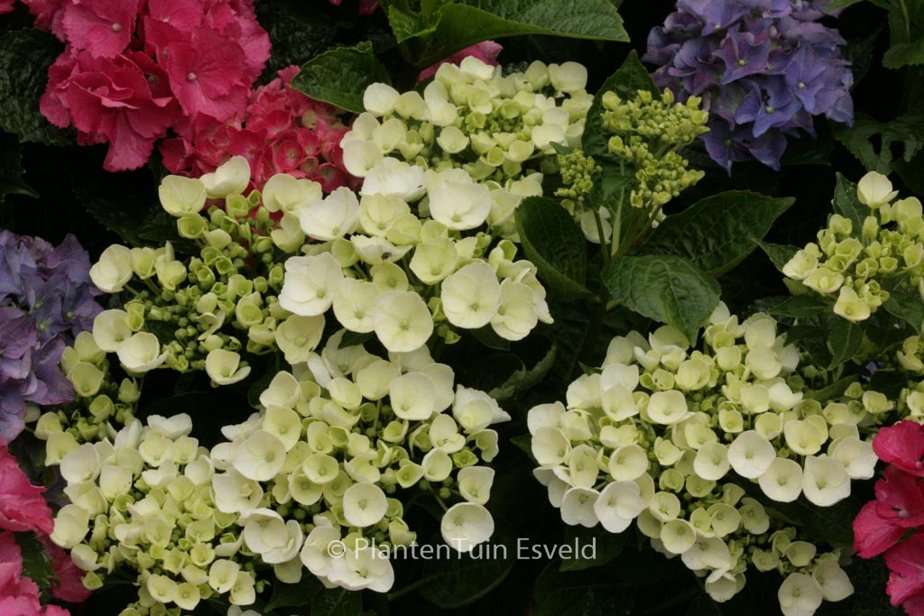 Hydrangea macrophylla ‚Holibel‘ (HOVARIA)