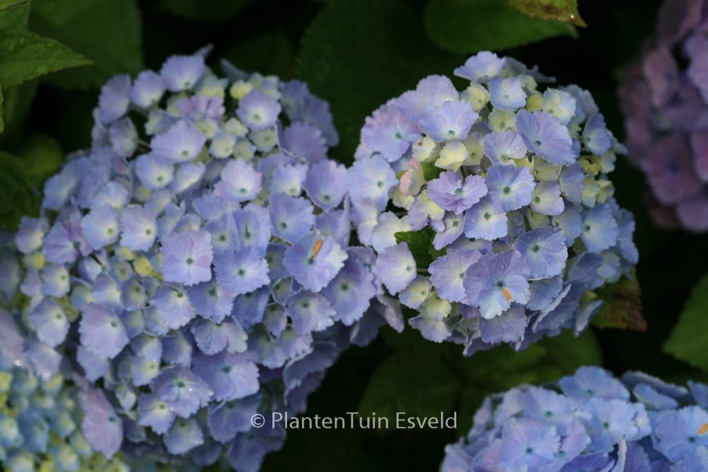 Hydrangea macrophylla ‚Homigo‘ (HOVARIA)