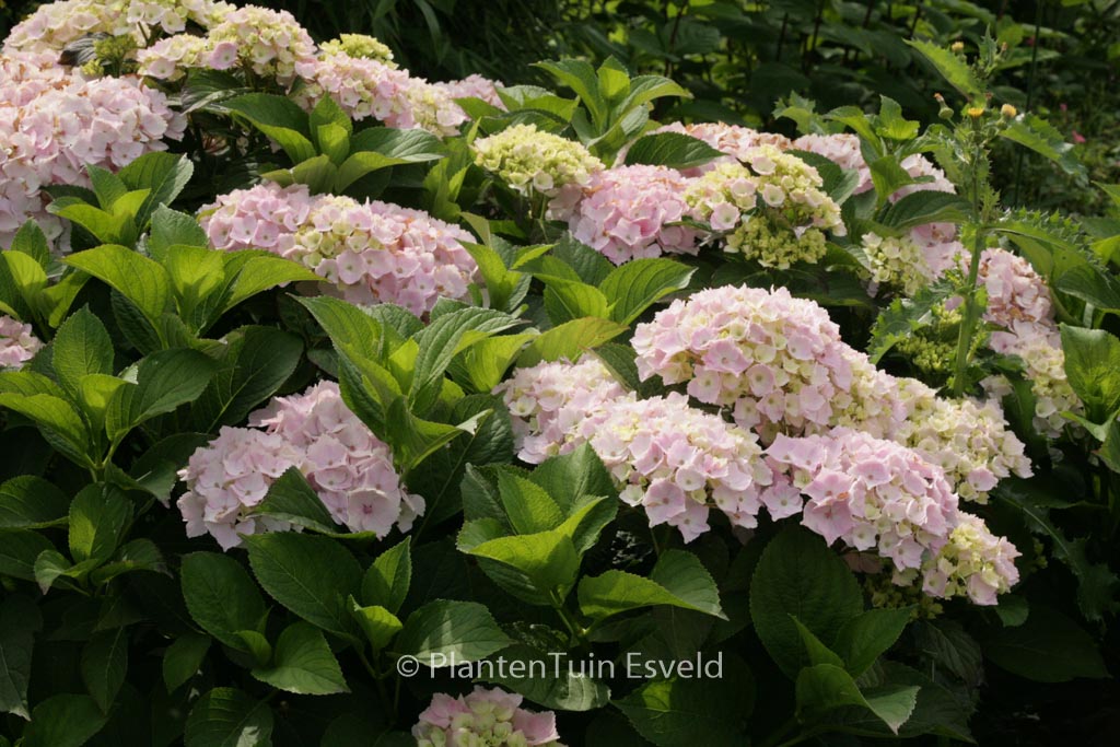 Hydrangea macrophylla ‚Hopaline‘ (HOVARIA)