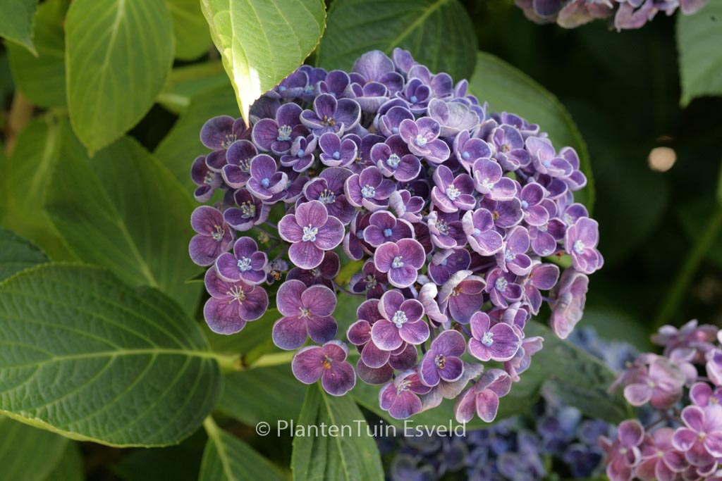Hydrangea macrophylla ‚Hopcorn‘ (HOVARIA)