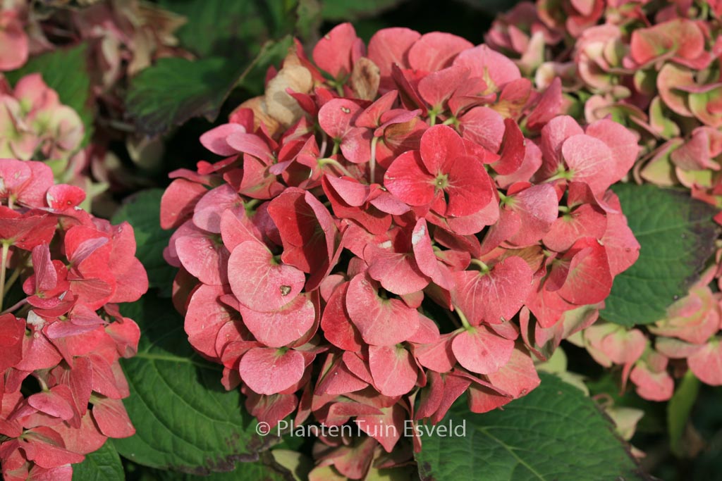 Hydrangea macrophylla ‚Horo‘ (MAGICAL ROBIN)