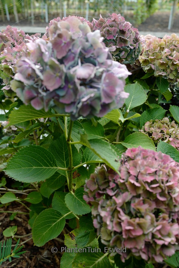Hydrangea macrophylla ‚Hortmabluebel‘ (MAGICAL BLUEBELLS)