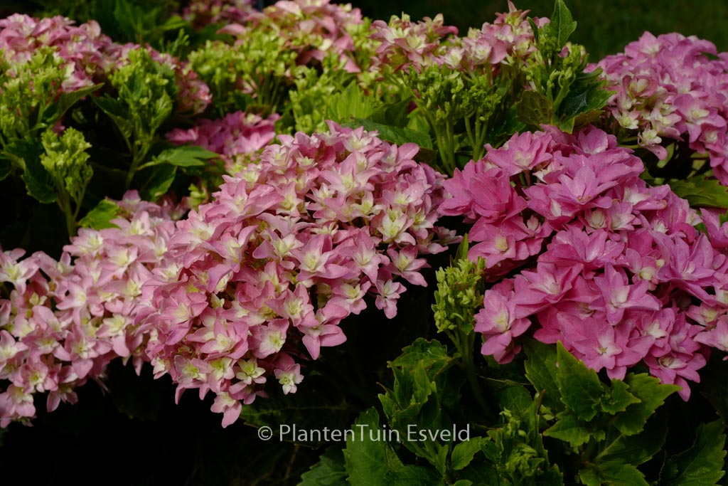 Hydrangea macrophylla ‚Hortmafarfa‘ (MAGICAL FARFALLA)