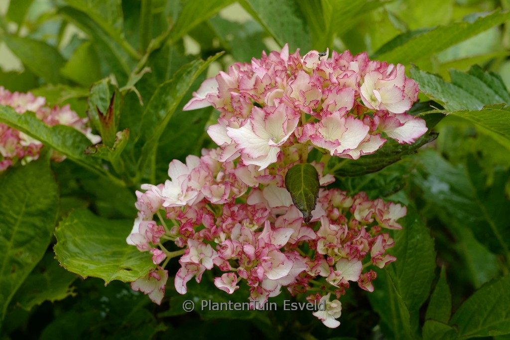 Hydrangea macrophylla ‚Hortmaflam‘ (CHARMING BY MAGICAL SOPHIA)