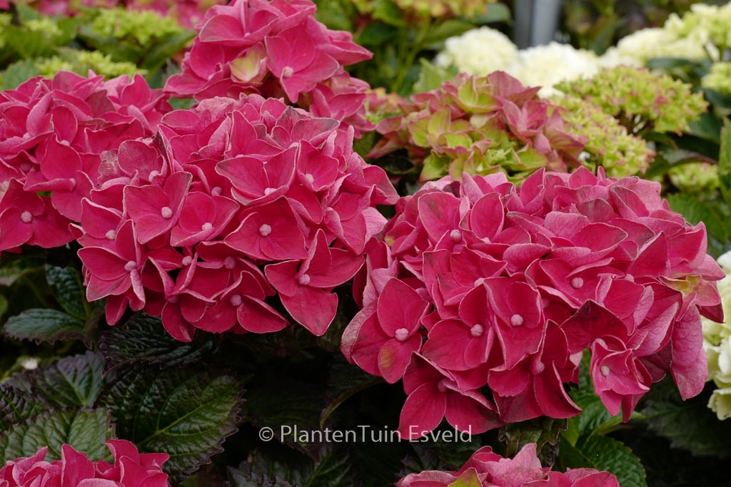 Hydrangea macrophylla ‚Hortmagicri‘ (MAGICAL CRIMSON)