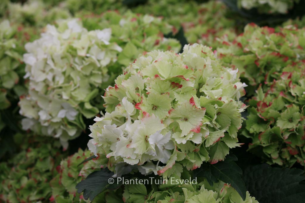 Hydrangea macrophylla ‚Hortmaja‘ (MAGICAL JADE)