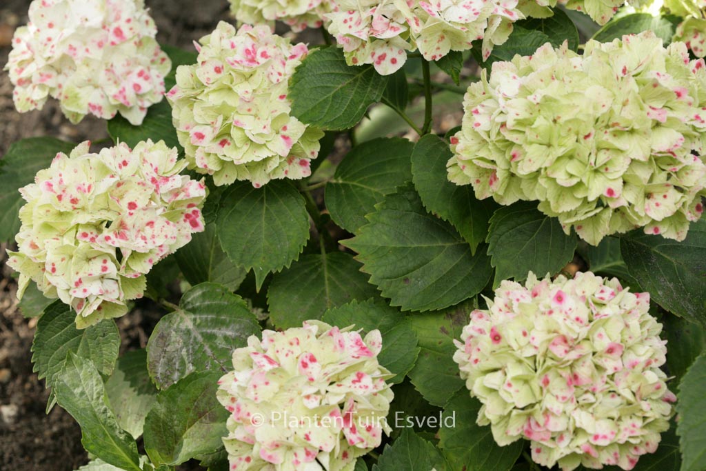 Hydrangea macrophylla ‚Hortmawin‘ (MAGICAL WINGS)