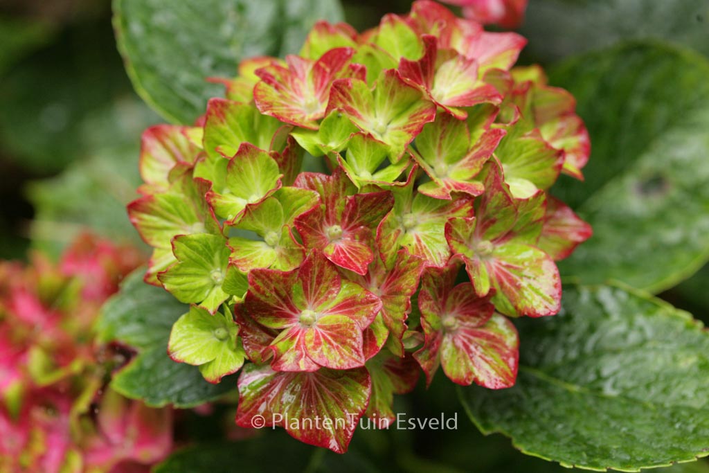 Hydrangea macrophylla ‚Horwack‘ (SCHLOSS WACKERBARTH SAXON)