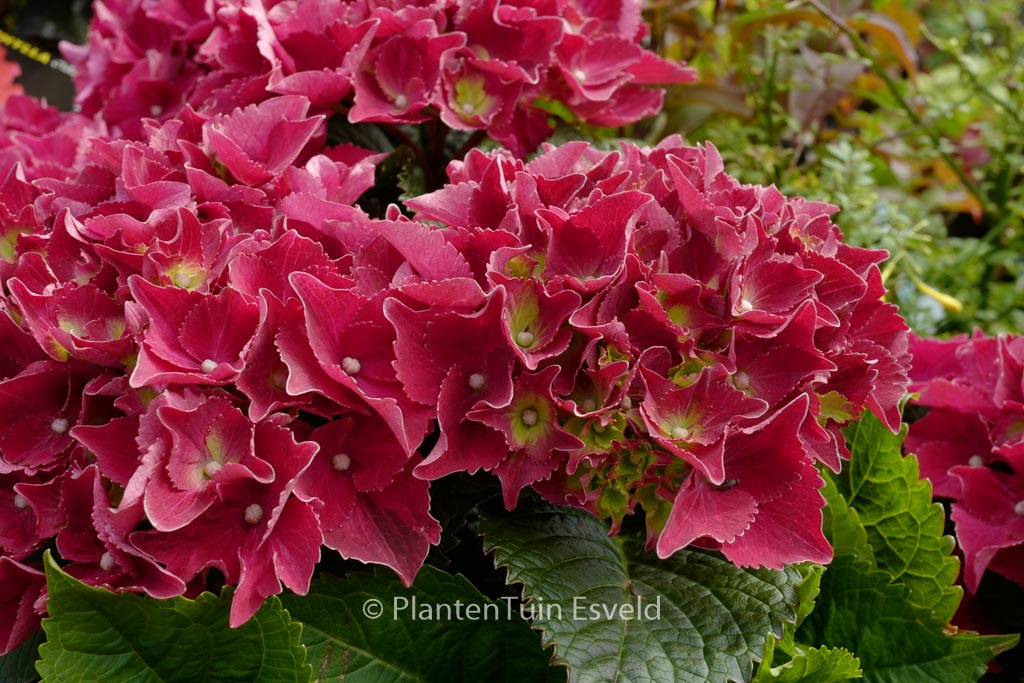 Hydrangea macrophylla ‚Hot Red‘